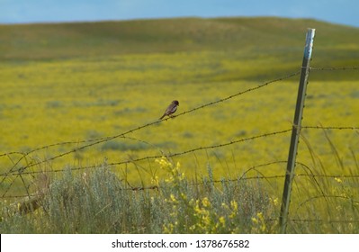 Lark Bunting Bird