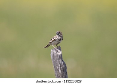 Lark Bunting (female)