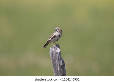 Lark Bunting (female)