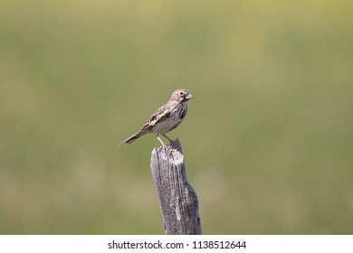 Lark Bunting (female)