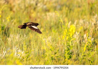 A lark bunting flies over the Wyoming prairie.