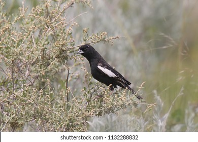 Lark Bunting (male)