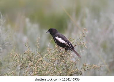 Lark Bunting (male)