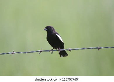 Lark Bunting (male)