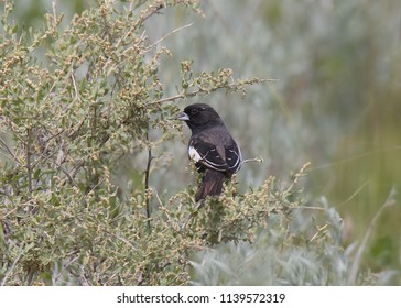 Lark Bunting (male)