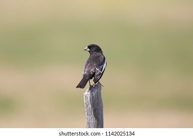 Lark Bunting (male)