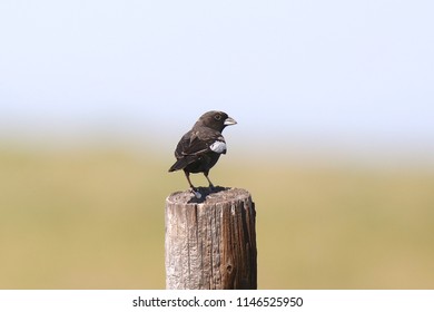 Lark Bunting (male)