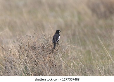 Lark Bunting (male)