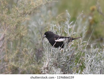 Lark Bunting (male)