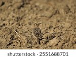 Lark standing on the ground. Selective focus. Bird background.