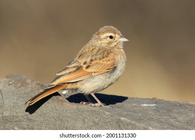 Lark-like Bunting perched on a rock