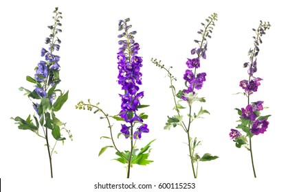 Featured image of post Larkspur Flower Images : It ranges in height from 1 to 2 meters.