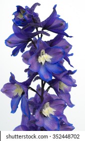 Larkspur; Delphinium; Elatum