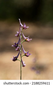 Larkspur Flower In Detail, Nature Photography