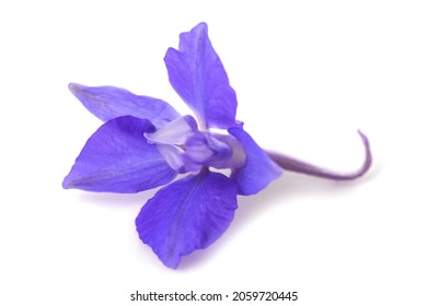 Larkspur Flower Head  Isolated On White Background