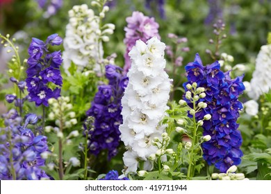 Larkspur Flowers, Delphinium Elatum