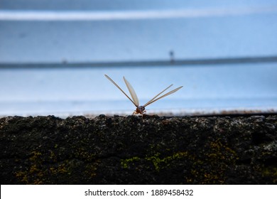 A Laron (flying Termite) Prepares To Fly