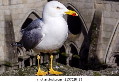 Larus argentatus. Silver gull portrait. Beautiful silver gull