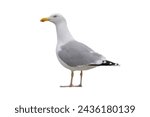 Larus cachinnans isolated on white background