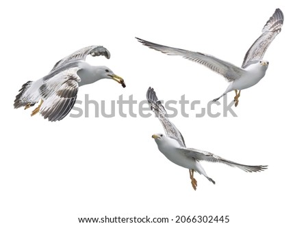 Larus canus, common gull. Photo of flying seagulls taken on the Bosphorus Strait Istanbul Turkey, isolated
