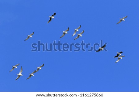 Similar – wild geese birds Dynamic