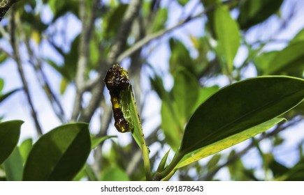 Larva
