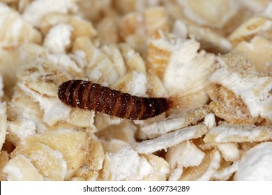 Larva Of Attagenus Pellio The Fur Beetle Or Carpet Beetle From The Family Dermestidae A Skin Beetles.  On Oat Flakes.