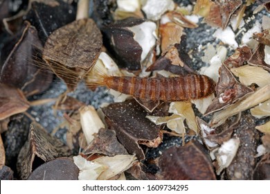 Larva Of Attagenus Pellio The Fur Beetle Or Carpet Beetle From The Family Dermestidae A Skin Beetles. On Buckwheat Seeds.