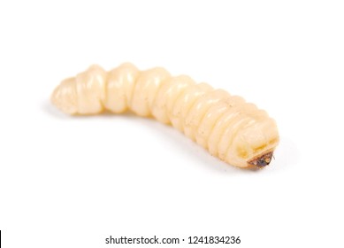 Larva Larva