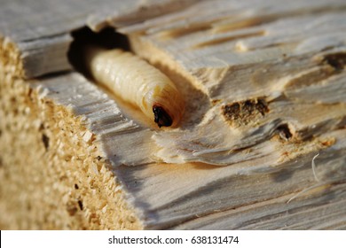 Larva of bark beetle in a section of wood. An insect similar to an alien creature rested comfortably in a capsule. A macro shows the animal clearly and in detail. The Process of Rebirth