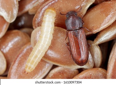 Larva And Beetle Of Confused Flour Beetle Tribolium Confusum Known As A Flour Beetle On Flax Seeds. High Magnification.