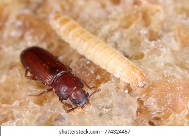 Larva And Beetle Of Confused Flour Beetle Tribolium Confusum Known As A Flour Beetle On Damaged Bread, Is A Common Pest Of Stored Flour And Grain