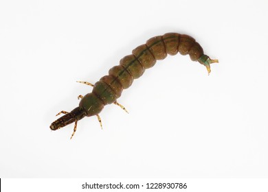 A Larva Of Caddisfly
