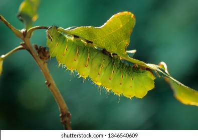 Larva (caterpillar) Of Luna Moth (Actias Luna) In Resting Pose, Backlit. One Of The Giant Silkworm Moths. Color Of Larva Matches That Of The Leaf Almost Exactly, Providing Camouflage.