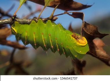 Larva (caterpillar) Of The Luna Moth (Actias Luna), One Of The Giant Silkworm Moths, In Resting Pose.