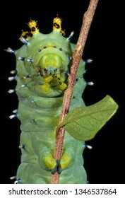 Larva Of Cecropia Moth (Hyalophora Cecropia), Largest Of The Giant Silkworm Moths In North America. Caterpillar Grows To More Than Four Inches (110 Cm) In Length