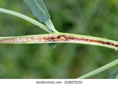 Larva of Ceutorhynchus napi - rape stem weevil in the rape stalk. It is a beetle from family Curculionidae, pest of Brassicaceae, oligophagous.