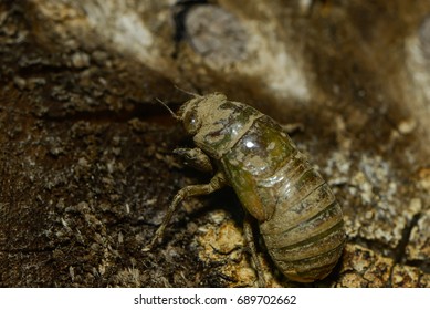 A Larva Of A Cicada