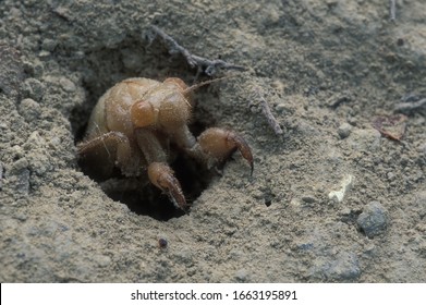 Larva Cicada Is Emerging From Land 