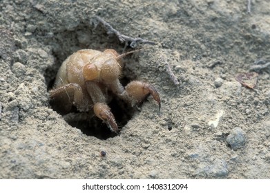 Larva Cicada When It Comes Out Of The Ground