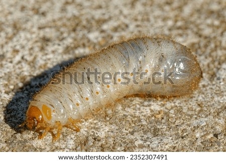 The larva of a cockchafer or grub of the May bug