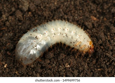 Larva Of Common European Cockchafer
