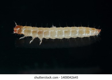 Larva Of Depressed Flour Beetle - Palorus Subdepressus It Is A Species Of Beetle In The Family Tenebrionidae (Darkling Beetles), The Darkling Beetles. It Is Stored Pest.