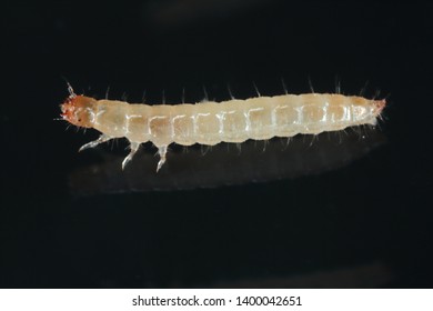 Larva Of Depressed Flour Beetle - Palorus Subdepressus It Is A Species Of Beetle In The Family Tenebrionidae (Darkling Beetles), The Darkling Beetles. It Is Stored Pest.