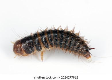 Larva of Dermestes lardarius, commonly known as the larder beetle from the family Dermestidae a skin beetles. 