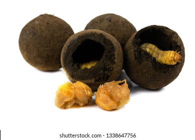 Larva of dung beetle and a dung ball isolate on white	