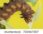 larva of Eacles imperialis (imperial moth) in nature