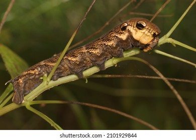 Larva Of A Elephant Hawk Moth