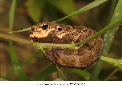 Larva Of A Elephant Hawk Moth