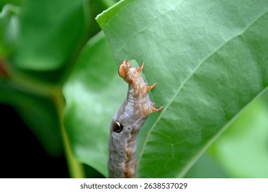 A larva with eye patterns on its back that feeds on the leaves of Salvia serrata.Metopta rectifasciata
